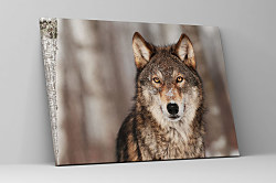 Obraz Alfa samec 1550